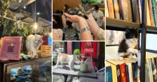 Мачиња за галење, чоколатца за трпение: Како изгледа првото „Cat Cafe“ во Скопје за кое се чека ред и по 40 минути