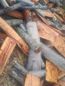 Наместо бука однеле тополи за огрев: Загрижени родители од Радовиш реагираат, братучед на директорот на Национални шуми добил тендери за огревно дрво