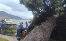 Силен ветер урна дрво на Кеј Македонија во Охрид