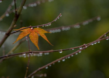 Од вторник повторно дождови