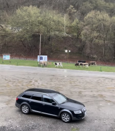 Село Добровница излегува на протест поради проблемот со кравите