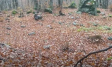 (Видео) Нов живот на планината: Шар Планина во еуфорија по појавата на мало рисче