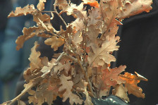 Верувања за Бадник – ништо не треба да се позајмува, а она што е позајмено се бара назад