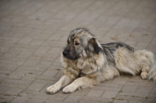 Уапсен маж од струмичко, со ловечка пушка усмртил куче