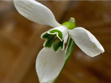 Македонката Galanthus subalpinus од Кораб – новооткриен, а веќе загрозен цвет од листата