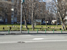 (Фото) Глутница кучиња кај Сити Мол – Граѓаните алармираат на социјалните мрежи не се движете тука!