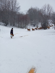 Популацијата на елени во НП „Галичица“ порасна од 30 на над 200 единки