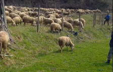 Косово воведе итна забрана за увоз на овци и кози од Македонија – се шири болест кај добитокот