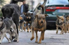 Институциите спијат, глутниците напаѓаат- водич за самозаштита