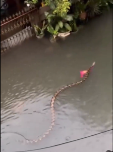 (Видео) Џиновски питони пливаат по поплавените улици на Бали