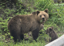Маж од кичевско ќе добие 300.000 денари откако го нападнала мечка