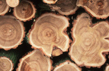 ЈП Национални шуми, наместо пари, ќе исплаќаат регрес на годишен одмор во огревно дрво