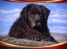 Македонскиот „Караман“ на чекор до светска афирмација