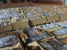 Завршено е вештачењето на петте тони марихуана пронајдени во Коњух кај Крушевац