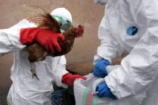 Прв случај на птичји грип кај луѓе во Европа потврден во Италија