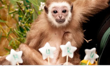 На мајмунот Мики му славеа роденден во Скопската Зоолошка, посетители му ги украдоа подароците