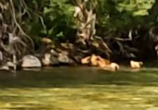 (Видео) Природен спектакл: Мечка со две младенчиња уживаат во Радика!