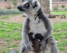 Во Зоолошката во Скопје се родија близнаци лемури