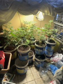 Претрес во Скопје, пронајдена дрога и насади со канабис, лишено од слобода едно лице