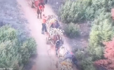 (Видео) „Голема акција“: Разбиена група дрвосечачи со коњи во Струмица