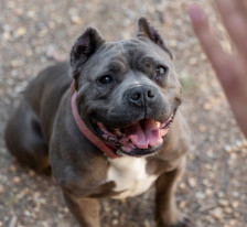 Повреден пит бул возеле во багажник после борби: Приведени тројца тинејџери