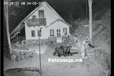 Голема мечка снимена од безбедносни камери во селото Горна Белица на Јабланица