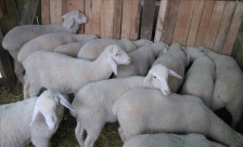 АХВ врати 10 тони јагнешка кожа што требало да помине низ Македонија