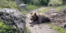 Мечка усмртила 10 овци во тетовско село