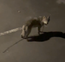 (Видео) Драма во Козле – Жителите пријавиле дека се шета волк