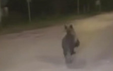 Мечка Снимена како трча во близина на Градскиот парк во Битола