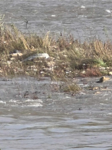 (ФОТО) Вардар преполн со ѓубре – мини депонии долж реката, отпадот плови низ Скопје - Либертас