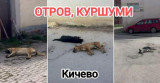 Молк по масакрот во Кичево: Се бара истрага за труењето на над 40 кучиња - Либертас