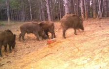 Шпанија соопшти за први случаи на африканска чума кај свињи од 1994 година - Либертас