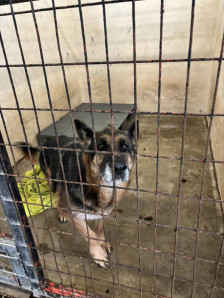 Сѐ повеќе чипирани кучиња фрлени на улица: „Лајка“ алармира за сериозен колапс во одговорното сопствеништво - Либертас