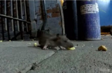 ВИДЕО: Глувци шетаат во студентскиот дом Пелагонија во Скопје. Од управата им рекле „зар од глувци се плашите“ - Либертас