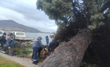 Силен ветер урна дрво на Кеј Македонија во Охрид – интервенираа екипите на „Комуналец“ - Либертас