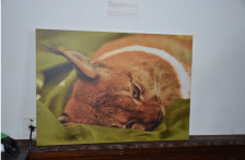 Балканскиот рис оживува на Козјак: Патувачката изложба го претставува најреткиот предатор во Македонија - Либертас