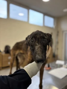 Инспекцијата одзеде куче држано во крајно нехумани и незаконски услови, предадено под надзор на ЈП „Лајка - Либертас