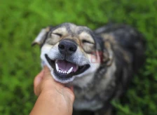 Домашни миленици: Трикови за дом без мирис - Либертас