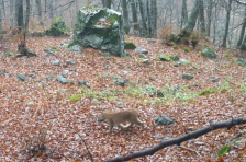 (ВИДЕО) Мало рисче снимено во националниот парк „Шар Планина“ - Либертас
