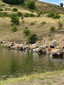 Се бара помош од Армијата да се справи со 600-те крави, вредни 1.000.000 евра, кои пустошат низ Паланечко?! - Либертас