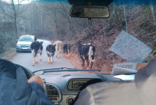 Призма: Десет години, 600 подивени крави и една неспособна држава - Либертас