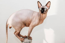 Мачките без влакна забранети во Холандија од 1 јануари - Либертас