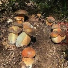 Чешка ќе дозволи лекарите да препишуваат лековити „магични печурки“ од следнава година - Либертас