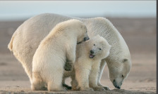 Поларните мечки користат „гени за брзо препишување на својата ДНК“ за да го преживеат топењето на глечерите - Либертас