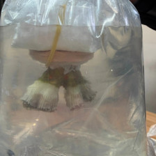 ФОТО | Наш возач шверцувал живи корали во автобус, му ги запленија бугарски цариници - Либертас