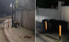 (ВИДЕО) Диви свињи прошетаа низ скопска населба - Либертас