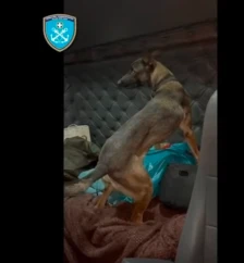 Куче-душкач открило дрога во вредност од 1,7 милиони евра на пристаништето во грчкиот град Патра - Либертас