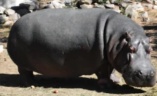 Во битолската Зоолошка градина почина нилскиот коњ Берта - Либертас