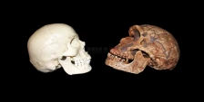 Фосили пронајдени во Мароко - можни блиски предци на хомосапиенс - Либертас